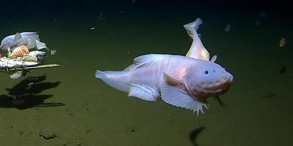 un poisson blanc traverse l'écran