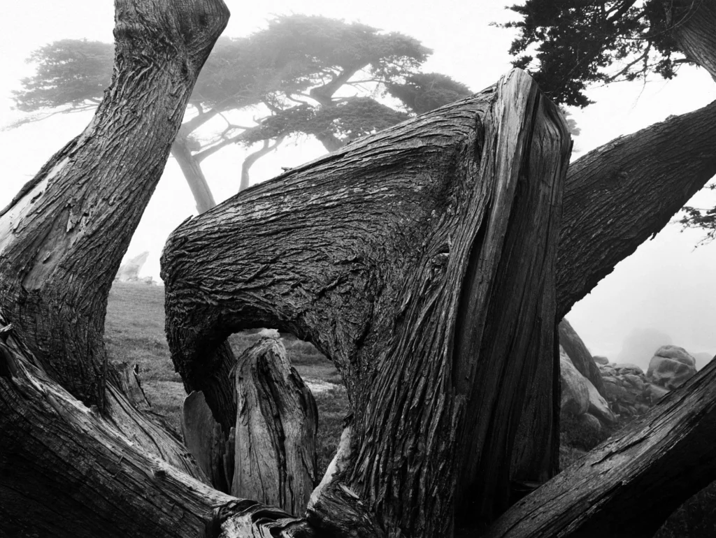 Ansel Adams ansel-adams-cypress-tree-in-fog-pebble-beach-california-1967
